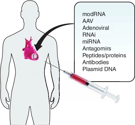  Molecular Pathways Of The Human Heart Illustration Png Human Heart Png