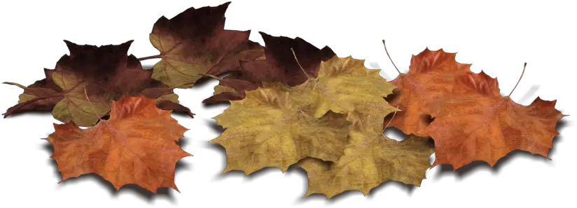  Leaf Png Leaves Images Download Free Autumn Leaves Piles Png Transparent Tree Leaves Png