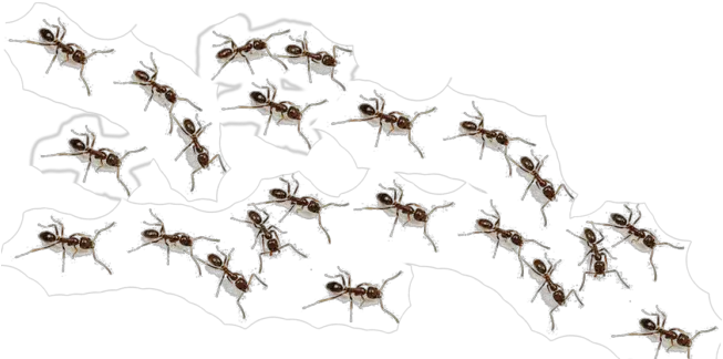  How Are Ants Useful To Humans Transparent Background Ants Clipart Png Ants Png