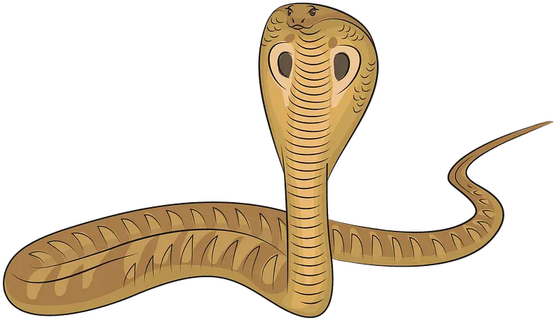  King Cobra Clipart King Cobra Snake Clipart Png King Cobra Png