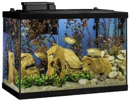  Aquarium Fish Tank Png Transparent Images All 20 Gallon Fish Tank Fish Png Transparent