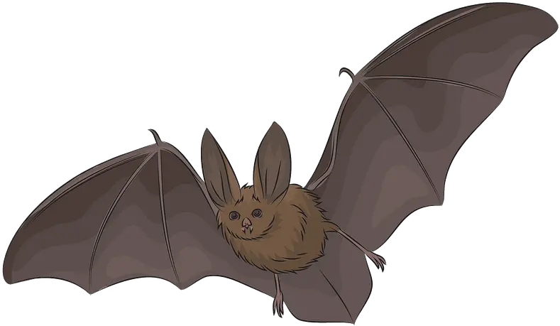  Townsendu0027s Big Eared Bat Clipart Free Download Transparent Big Brown Bat Png Bat Clipart Png