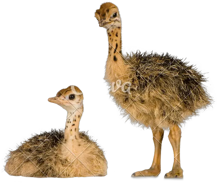  Ostrich Animal Png Images With Alpha Transparent Background Transparent Ostrich Egg Png Images Transparent Backgrounds