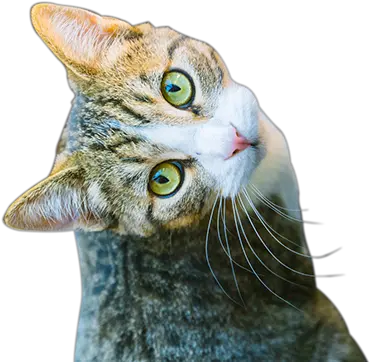 Contact The Cat Doctor In Houston Tx Domestic Cat Png Cat Nose Png