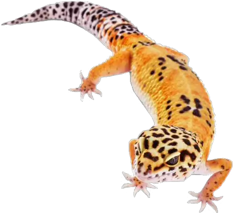  Leopardgecko Leopard Gecko Reptile Sticker By Starla Noah Neck Funny Png Leopard Gecko Png