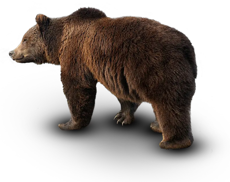  Animals In Their Natural Environment Wild Animal Hd Png Wild Animal Hd Png Animals Transparent Background