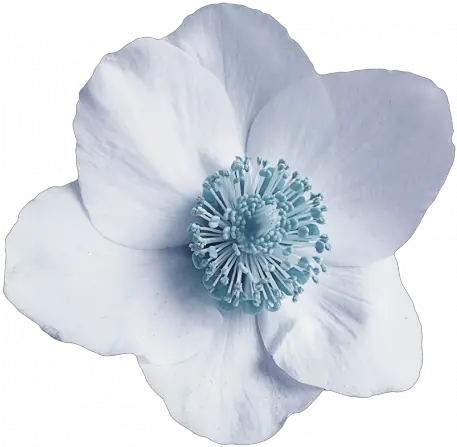  Blue Flower Graphic By Cathrine Blan Pixel Scrapper Corn Poppy Png Blue Flower Transparent