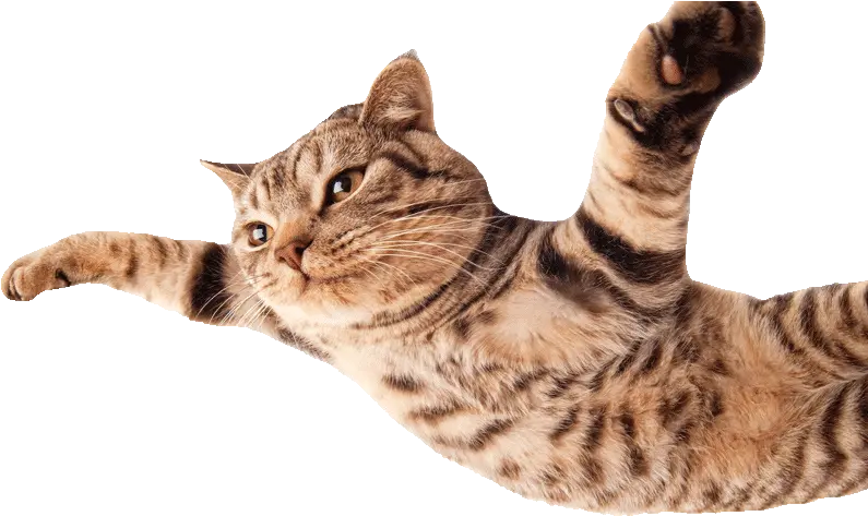  Hd Cat Flying800png Funny Cats White B 1180739 Png Flying Cat No Background Cat With Transparent Background