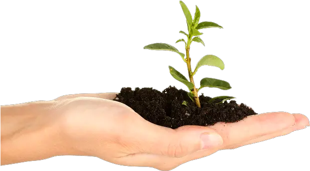  Soil In Hand Png Plant Hand Png Plant Transparent