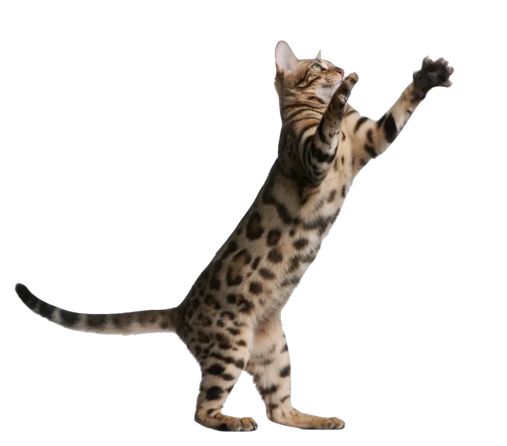  Kitten Jumping Png Banner Transparent Transparent Background Jumping Cat Png Kitten Transparent Background