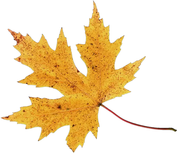  Autumn Leaf Png Image Leaves