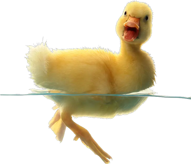  Duck In Water Png Baby Duck Pussy Lip Tacos Duck Transparent Background