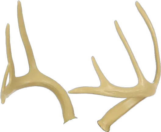  Deer Antlers Transparent Png Clipart Antler Antlers Png