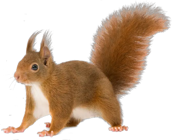  Download Share This Image Transparent Background Squirrel Transparent Png Squirrel Transparent Background