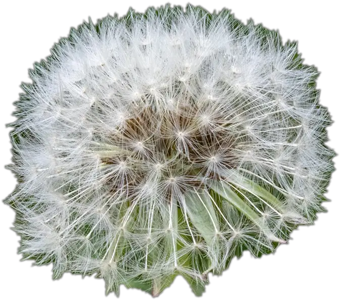  White Dandelion Transparent File Dandelion Png Dandelion Transparent