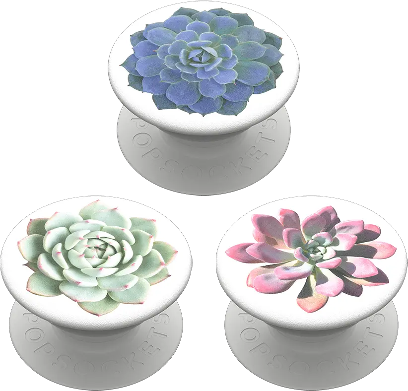  Popminis Cacti Trio White Mexican Rose Png Mexican Flowers Png