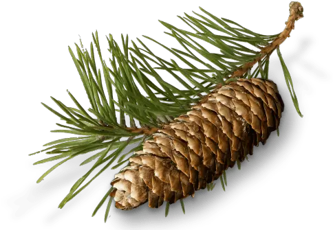  Pine Needles Cone And Conifer Cone Full Conifer Cone Png Pine Cone Png