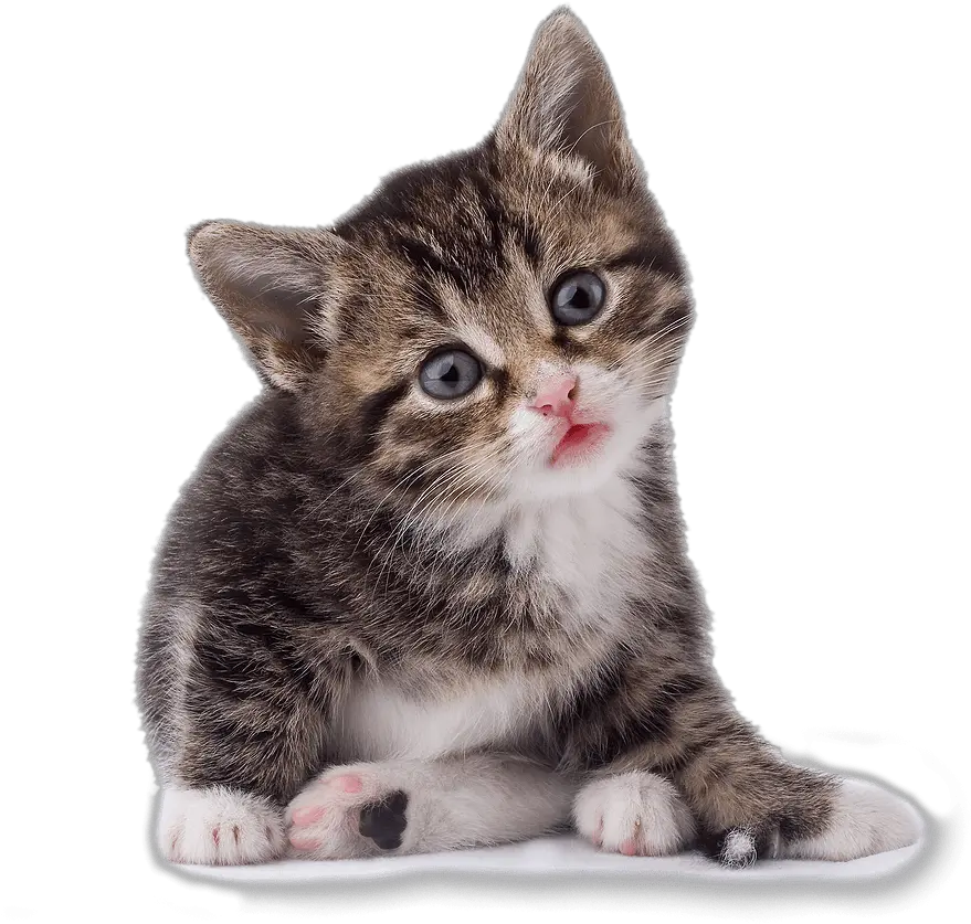  42 Cat Png Image Download Picture Kitten Kitten Png Kitten Png