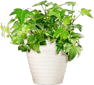  Download Hd Potted Plant Transparent Potted Plants Png Potted Plants Transparent Weed Plant Png