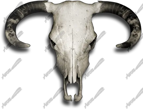  Bull Skull Horn Png Cow Skull Png