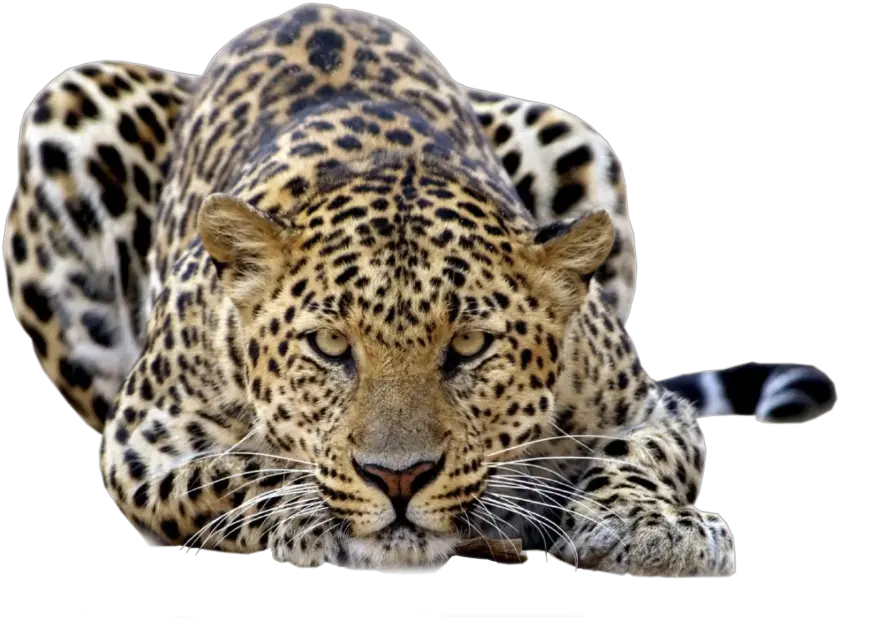  Leopard Png Leopards Png Leopard Png