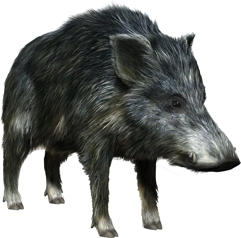  Download Pigpngtransparentimagestransparentbackgrounds Boar Png Pig Transparent