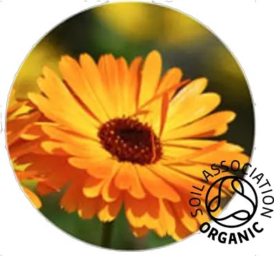  Buy Organic Calendula Flowers U0026 Petals Aromantic Flowers For Healing Png Marigold Png