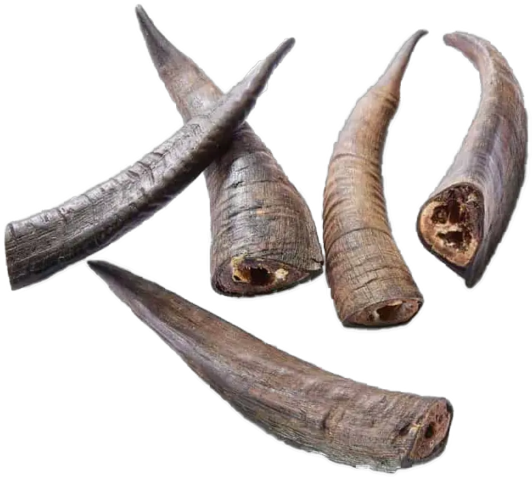  Goat Horn Goat Png Goat Horns Png