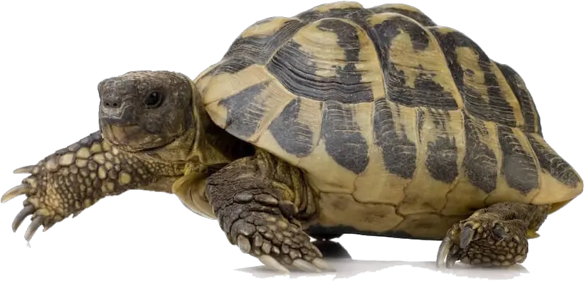  Transparent Turtle Pictures Turtle Png Turtle Png