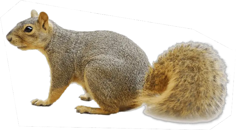  Download Squirrel Png Squirrel Transparent