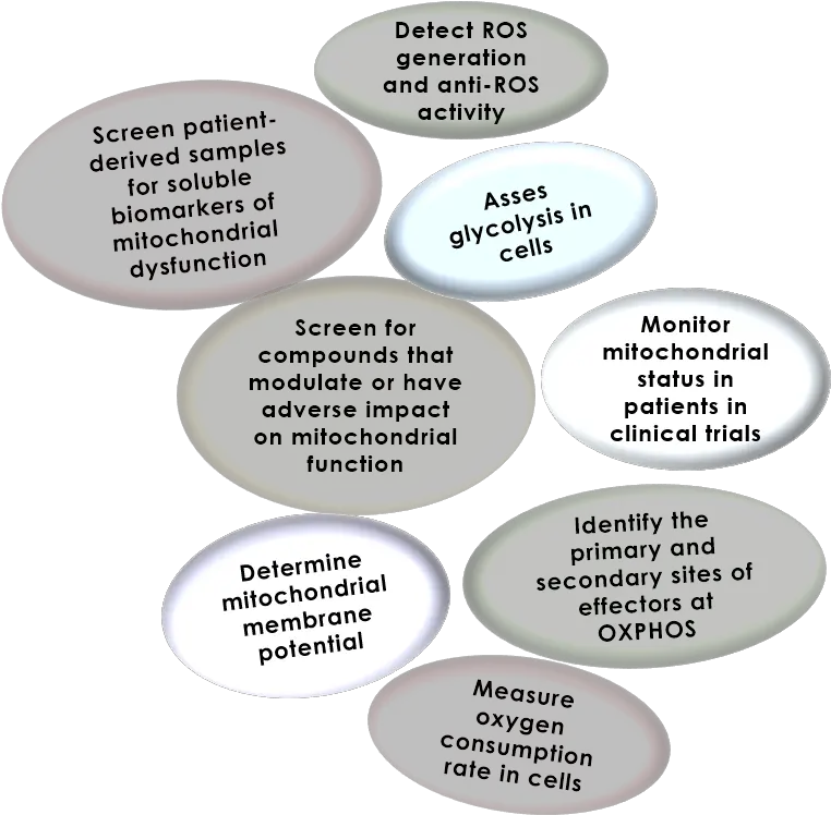  Bioenergetics Circle Png Mitochondria Png