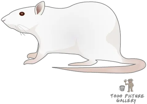  Filerat Togopicpng Wikimedia Commons Rat Rat Png