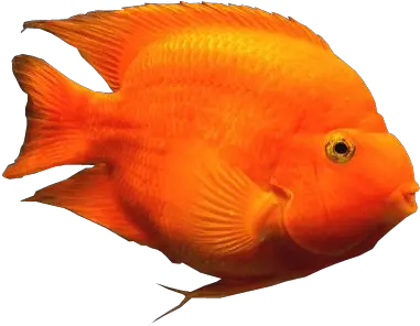  Blood Parrot Fish Transparent Background Aquarium Fishes Orange Fish With No Background Png Fish Png Transparent