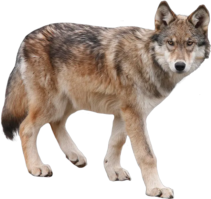  Wolf Png Wolves