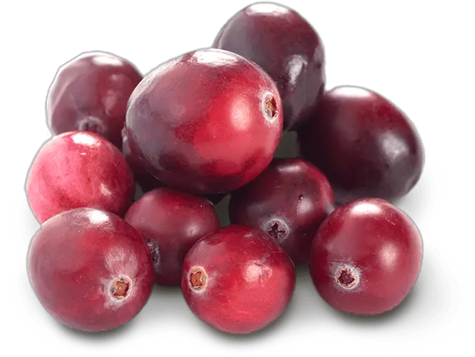  Cranberry Cranberries Png Cranberry Png