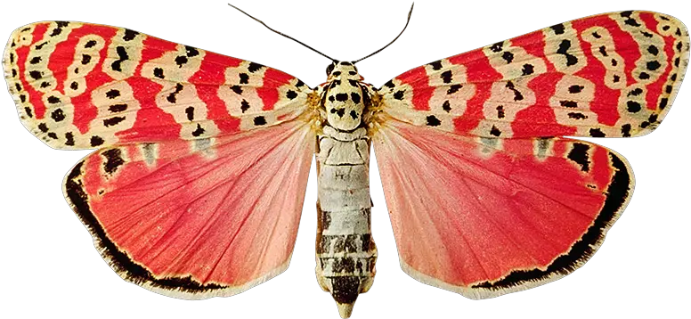  Butterfly From Hitchcock Blonde Butterfly Png Moth Png