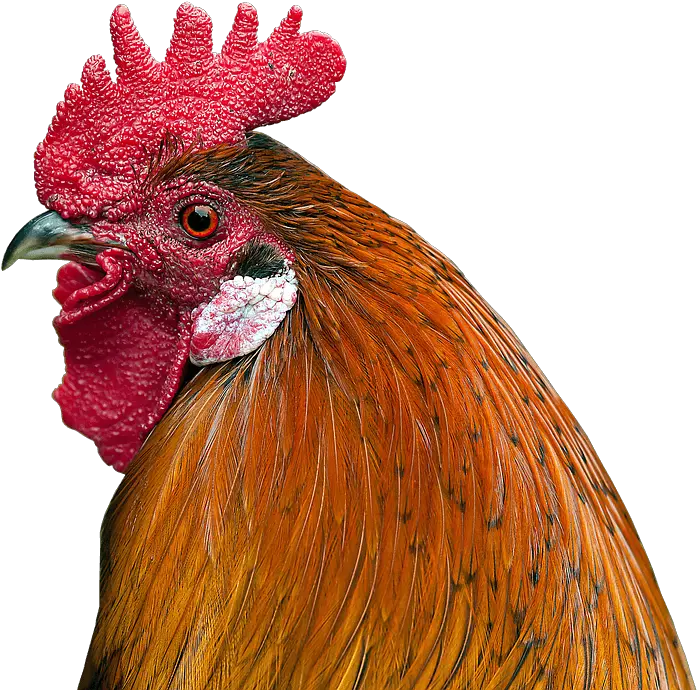  Chapters Roosteru0027s As Pets Chicken Shampoo Png Rooster Png