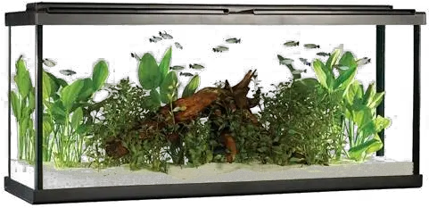  Aquarium Fish Tank Png Image Hd All Fluval 55 Gallon Aquarium Kit Fish Tank Png