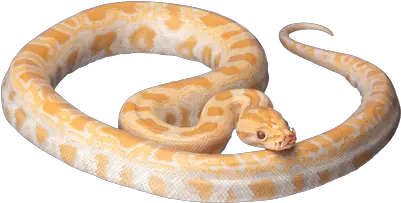  Cobra Snake Head Transparent Png Stickpng White And Orange Snake Snake Clipart Png