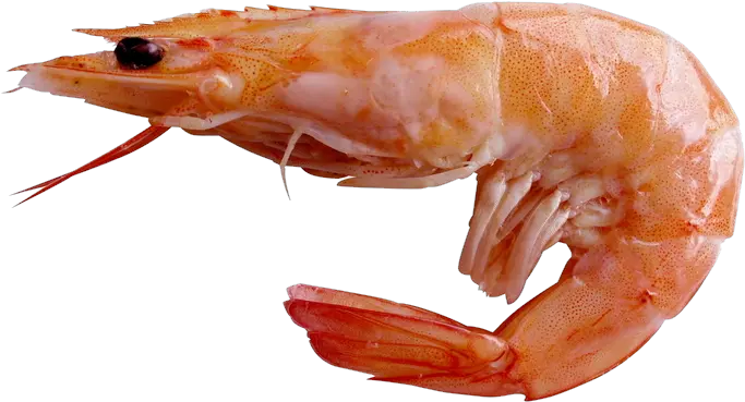  27 Shrimps Png Images Are Available For Shrimp Png Shrimp Png