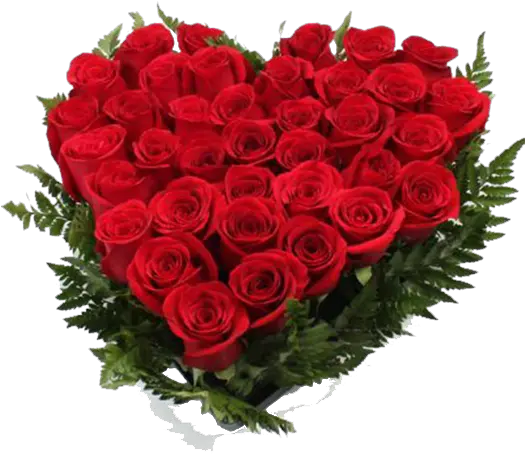  Rosas Rojas Png Love Morning Wishes Good Morning Image In Hd Rosas Rojas Png