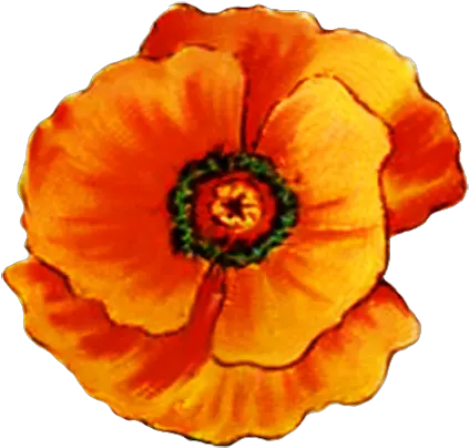  Digital Scrapbooking Flowers Orange Poppy Flower Clipart Png Yellow Flower Transparent Background