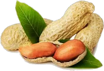  Ground Nut Exporters In India Suppliers And Groundnut Png Peanut Png