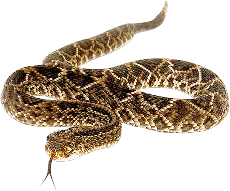  Snake Png Transparent Image Diamondback Rattlesnake Transparent Background Snake Png Transparent