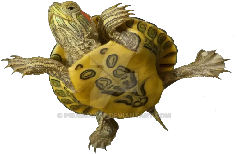  Sea Turtle Red Eared Slider Turtles Png Turtle Transparent Background