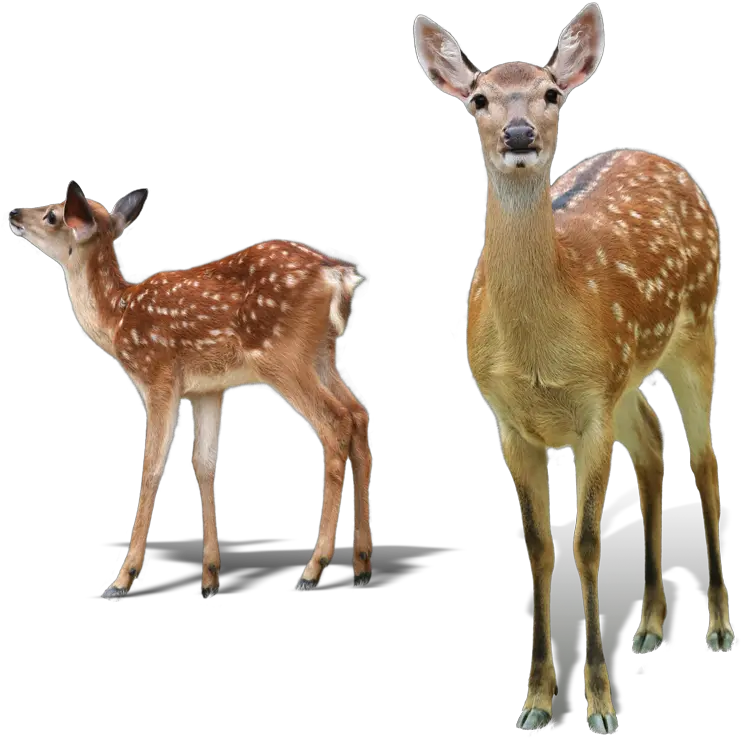  White White Tailed Deer No Background Png Baby Deer Png