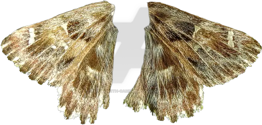  Transparent Moth Wings Moth Wings Png Transparent Moth Transparent Background