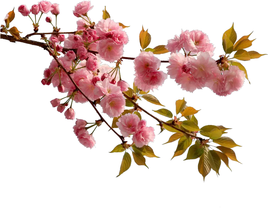  Cherry Blossom Flower Peach Real Sakura Flower Png Cherry Blossoms Png