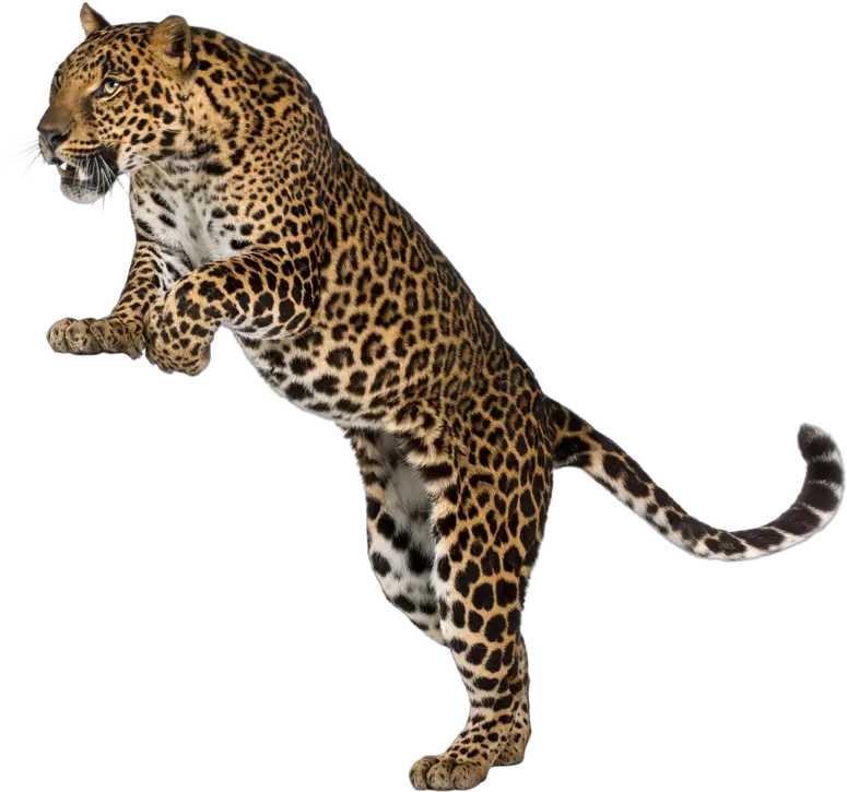  Leopard Cheetah Felidae Wall Decal Leopards Png Download Serengeti National Park Leopard Png