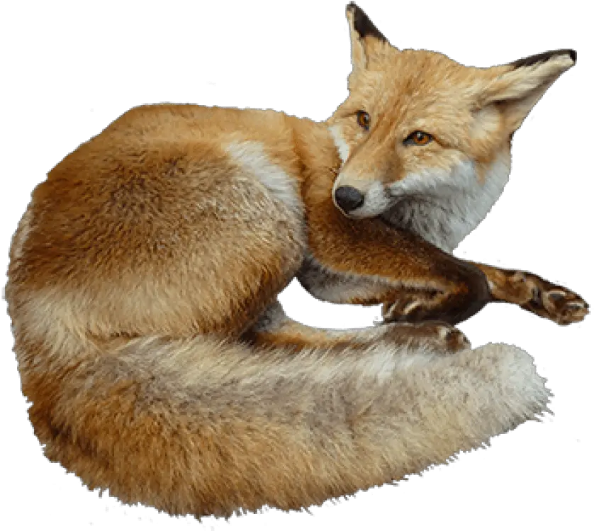  Tags Fox Free Png Images Starpng Transparent Realistic Animal Clipart Fox Transparent Background